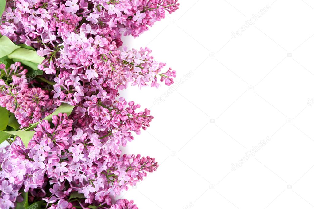 Blooming lilac flowers