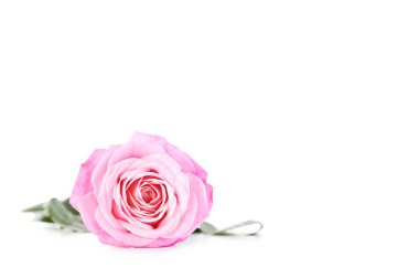 Güzel pembe gül