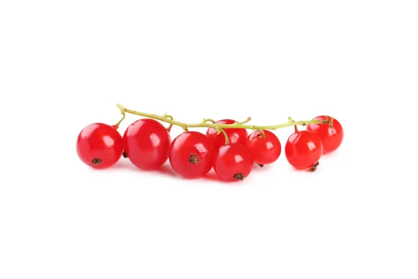 Frische rote Johannisbeeren — Stockfoto