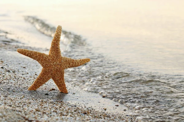 Starfish on sand beach — Stock Photo, Image