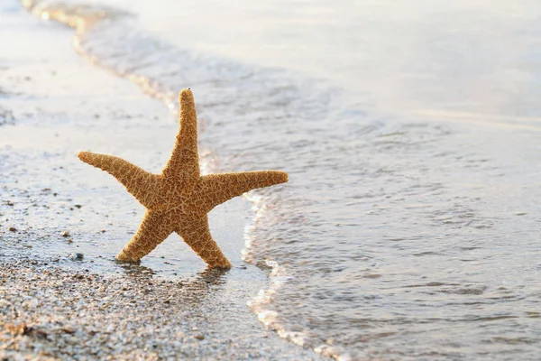 Tengeri csillag a homokos parton — Stock Fotó