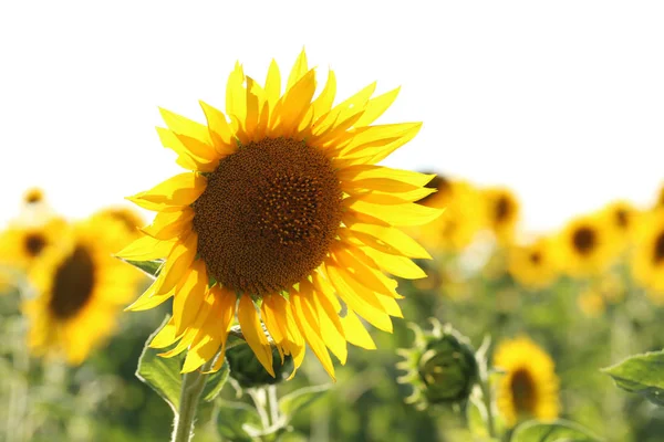 Girasoli nel campo estivo — Foto Stock