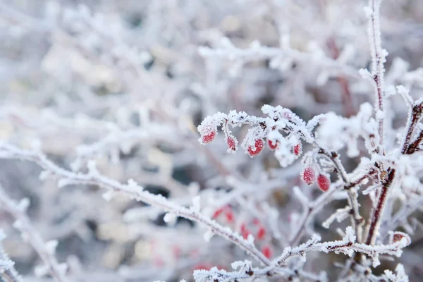 Frozen red berries — Stock Photo, Image