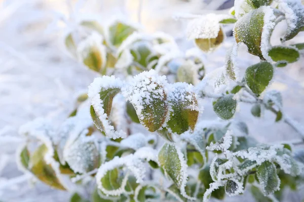 Frysta gröna blad — Stockfoto