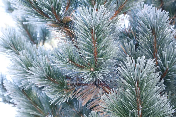 冷凍の小ぎれいなな枝 — ストック写真