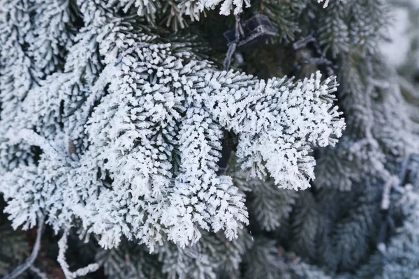 Frusna trädgrenar — Stockfoto