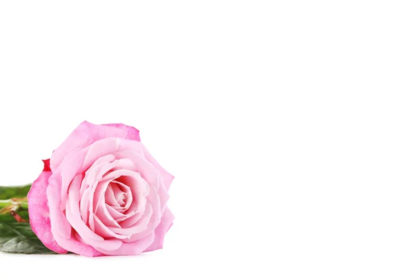 Beautiful pink rose — Stock Photo, Image