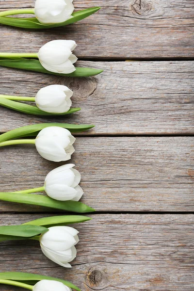 Tulipes blanches en ligne — Photo