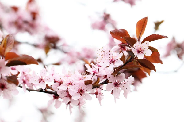 Blooming tree with pink flowers — Stock Photo, Image