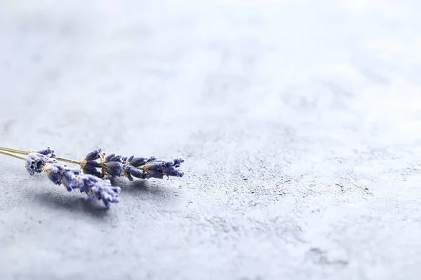 Fresh Lavender flowers — Stock Photo, Image