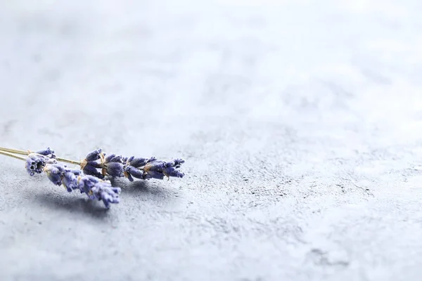 Fresh Lavender flowers 