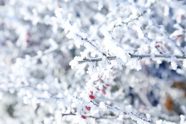 Frozen tree branches — Stock Photo, Image