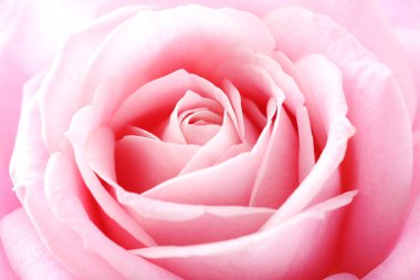 Güzel pembe gül 