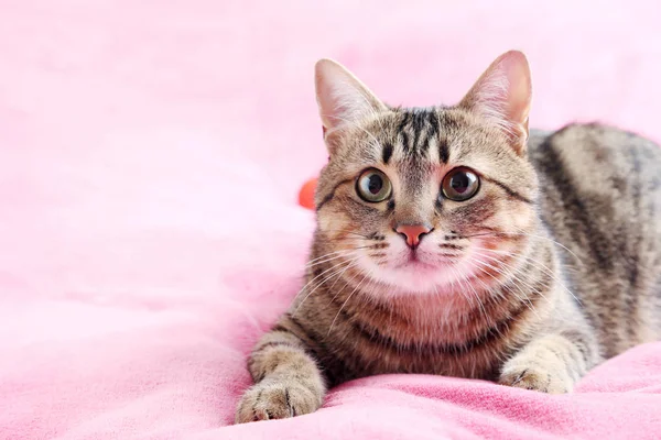 Gato deitado em xadrez rosa — Fotografia de Stock