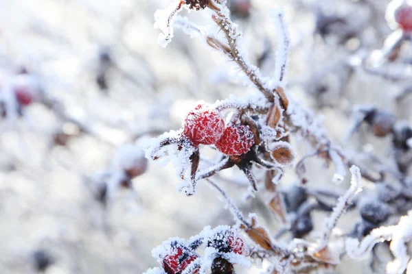 Frozen red berries on tree — Stock Photo, Image