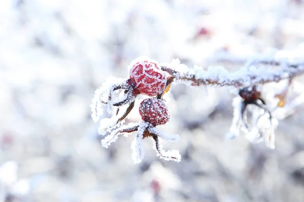 Frozen red berries on tree — Stock Photo, Image