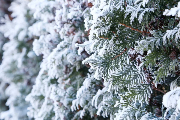 Frozen tree branches — Stock Photo, Image