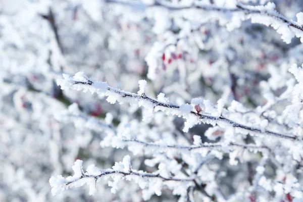 Frozen tree branches — Stock Photo, Image