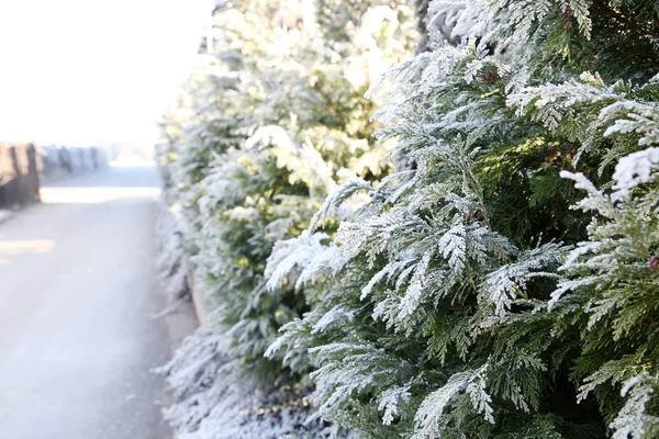 Frozen tree branches — Stock Photo, Image