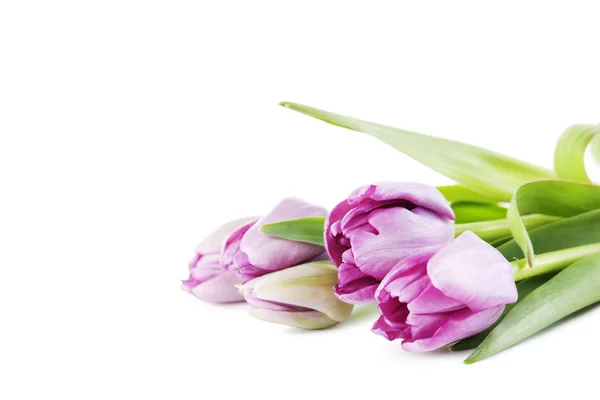 Strauß schöner Tulpen — Stockfoto