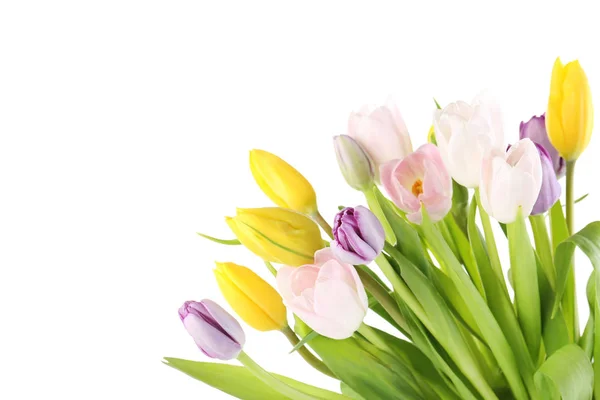 Tulipanes aislados en un blanco —  Fotos de Stock