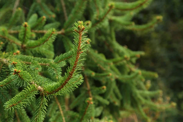 yeşil çam dalları