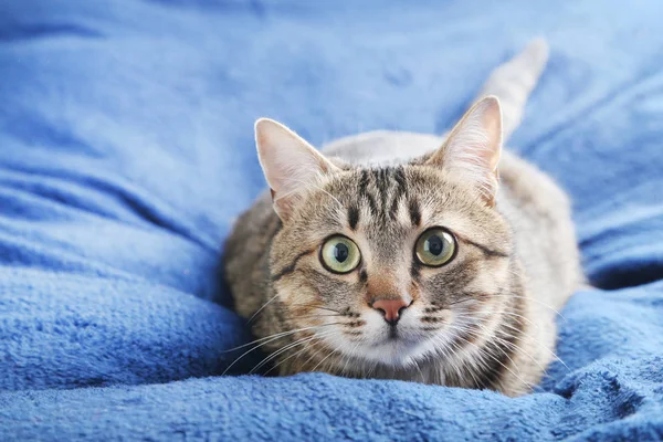 格子縞横になっている猫 — ストック写真