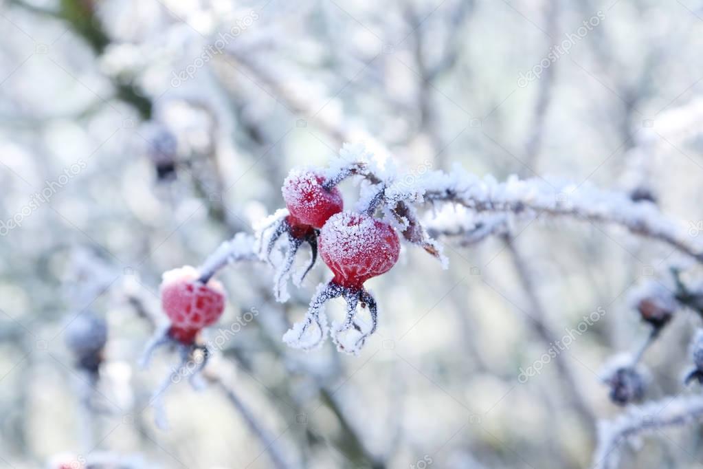 Frozen red berries 