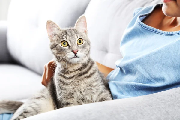 Gato cinza bonito em mãos femininas no sofá — Fotografia de Stock