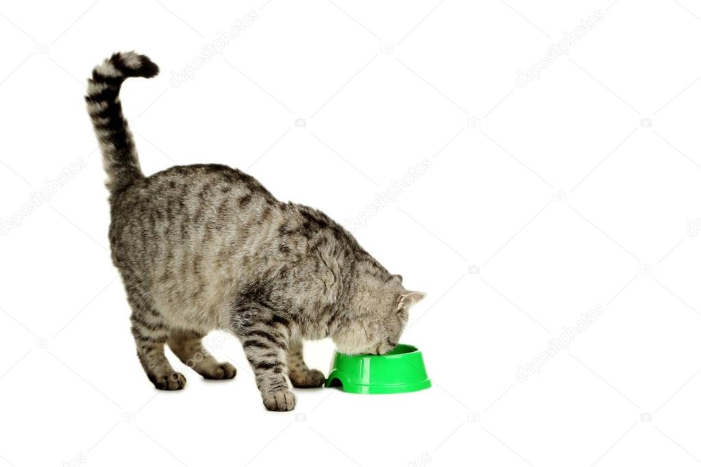 cat eating food from green bowl 