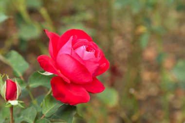 güzel kırmızı gül