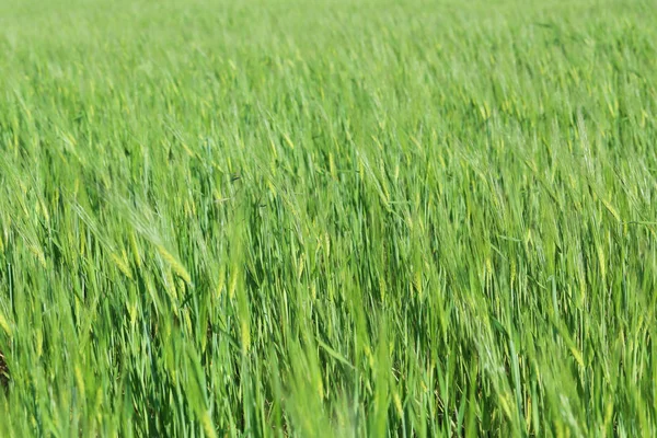 Green wheat field — Stock Photo, Image