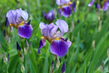 güzel mavi bahar çiçekleri 
