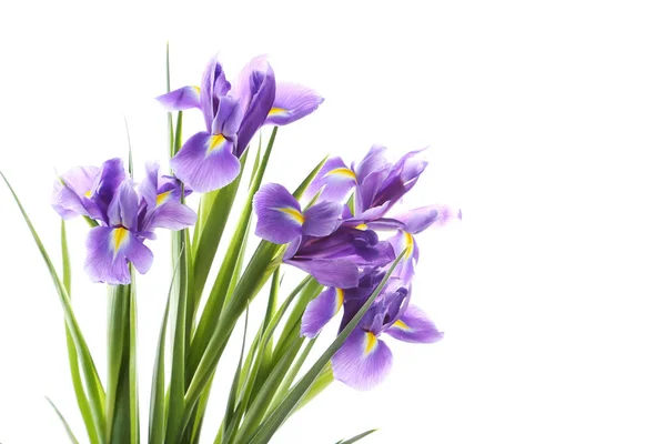 Bouquet of iris flowers Stock Picture