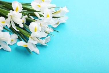 Beyaz Iris çiçekler 