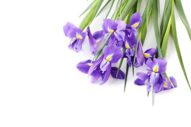 Iris buket