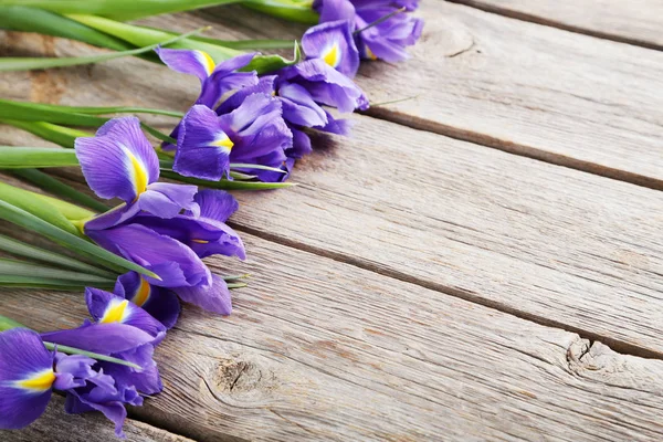 Ramo de flores de iris —  Fotos de Stock