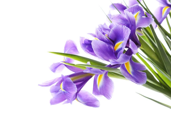 Ramo de flores de iris — Foto de Stock