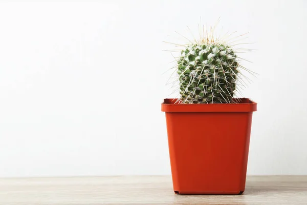 Cactus en pot sur une table en bois — Photo