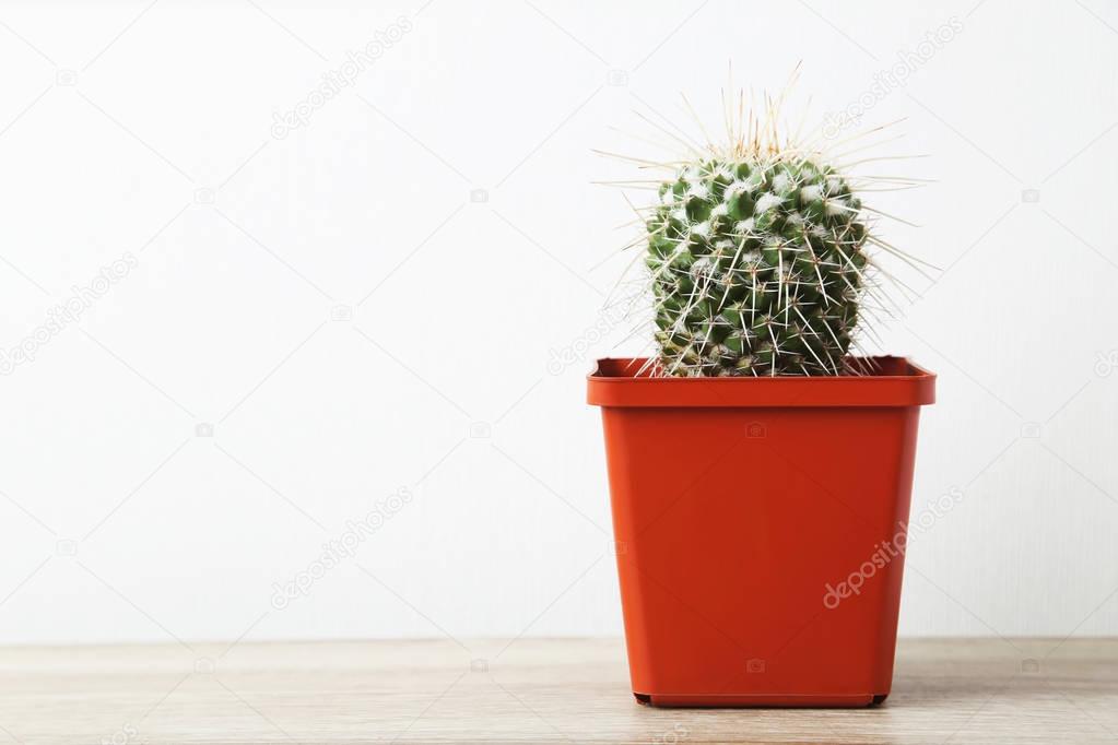 Cactus in pot on a wooden table