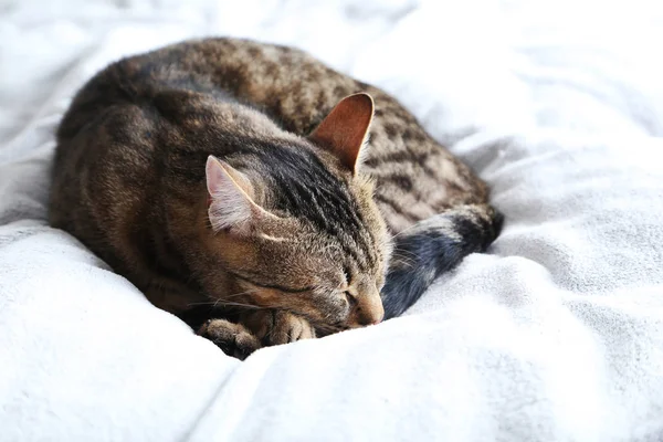 Bellissimo gatto su plaid — Foto Stock