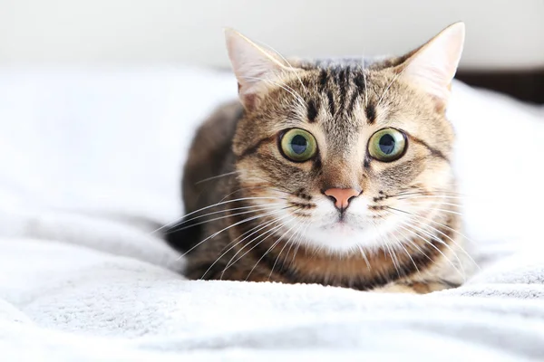 Gato bonito em xadrez — Fotografia de Stock