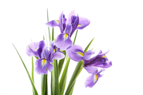 Bukett lila iris blommor — Stockfoto