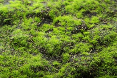 Taze yeşil çimenler