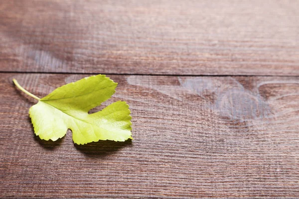 Podzim zelený list — Stock fotografie