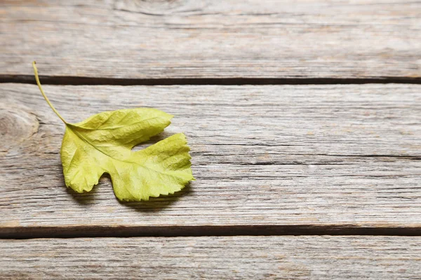 Hoja verde otoñal —  Fotos de Stock