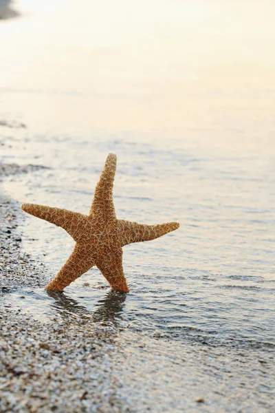 Starfish na areia da praia — Fotografia de Stock