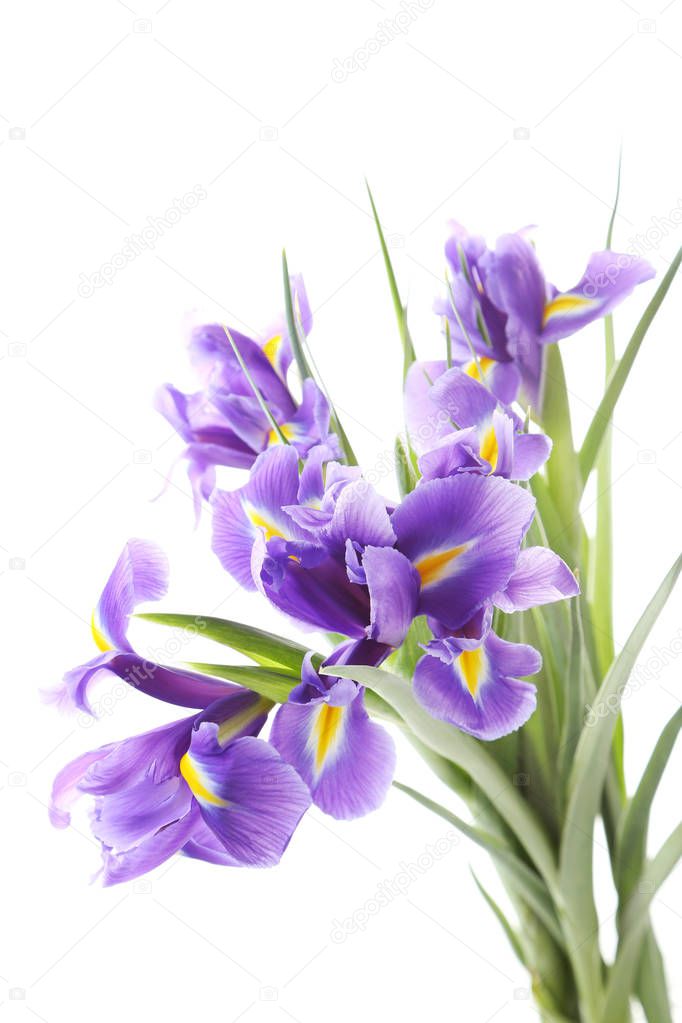 Bouquet of purple iris flowers 