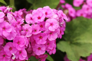 Güzel bahar çiçekleri 