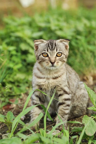 Malá kočka v zelené trávě — Stock fotografie